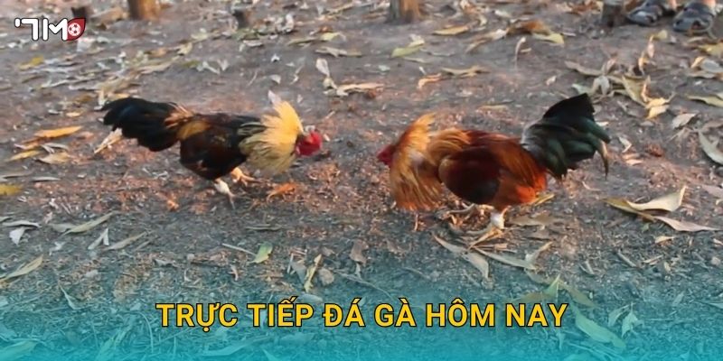 Trực Tiếp Đá Gà Hôm Nay 7M – Xem Kèo, Đặt Cược Và Thắng Lớn 7 Trực Tiếp Đá Gà Hôm Nay 7M – Xem Kèo, Đặt Cược Và Thắng Lớn