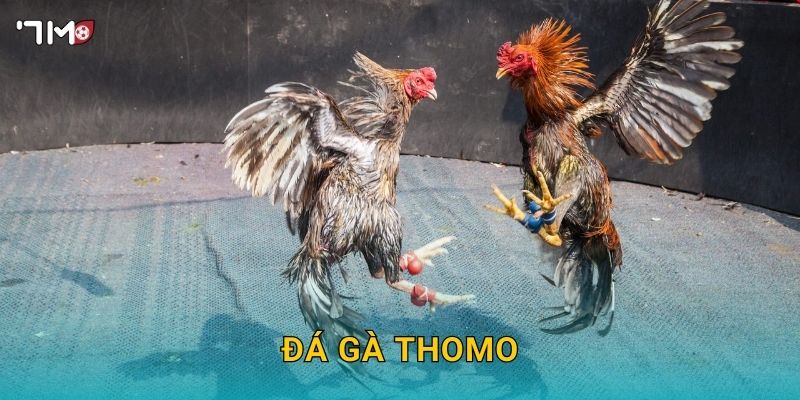 Đá Gà Thomo 7M – Khám Phá Sân Chơi Hấp Dẫn Và Cược Thắng Lớn 15 Đá Gà Thomo 7M – Khám Phá Sân Chơi Hấp Dẫn Và Cược Thắng Lớn