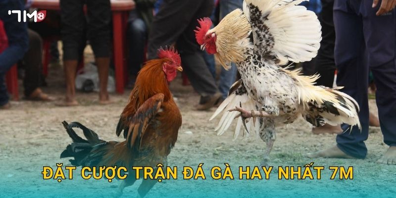 Trận Đá Gà Hay Nhất 7M – Tổng Hợp Những Khoảnh Khắc Đỉnh Cao 3 Đặt cược trận đá gà hay nhất 7M
