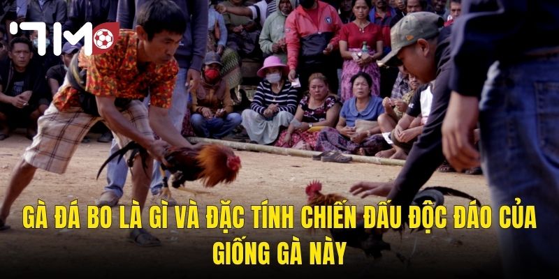Cách Nuôi Gà Đá Bo – Hành Trình Tạo Ra Chiến Kê Bất Bại Tại 7m 2 Gà Đá Bo Là Gì Và Đặc Tính Chiến Đấu Độc Đáo Của Giống Gà Này
