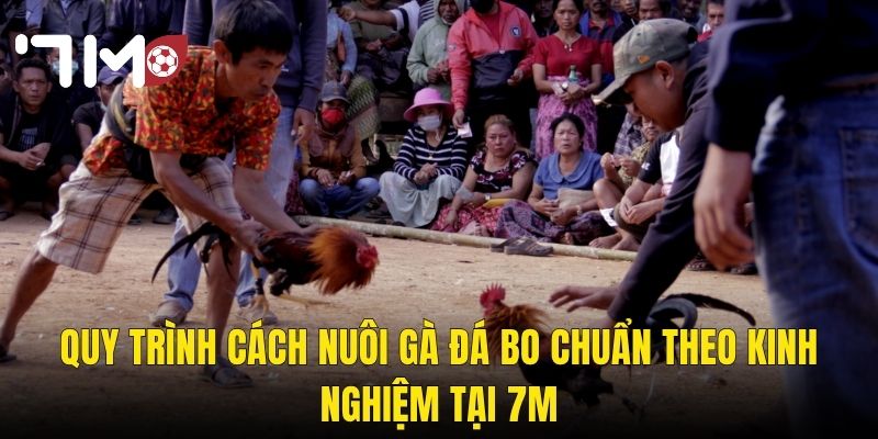 Cách Nuôi Gà Đá Bo – Hành Trình Tạo Ra Chiến Kê Bất Bại Tại 7m 3 Quy Trình Cách Nuôi Gà Đá Bo Chuẩn Theo Kinh Nghiệm Tại 7m