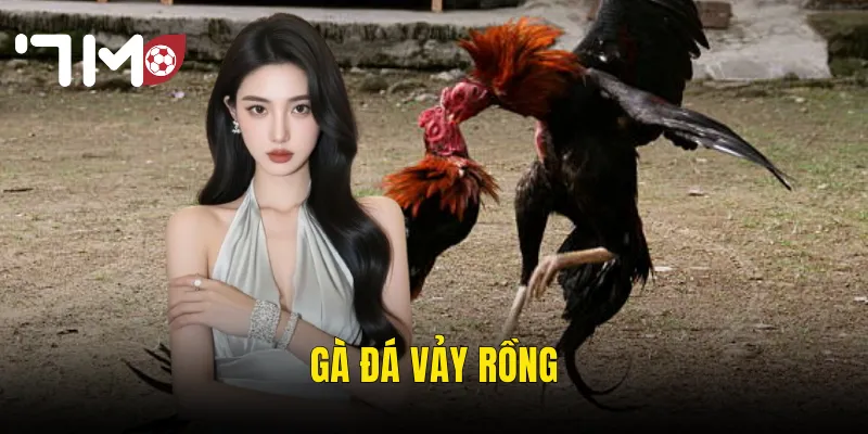Gà Đá Vảy Rồng – Huyền Thoại Chiến Trường Và Sức Mạnh Vượt Trội Tại 7m 3 gà đá vảy rồng