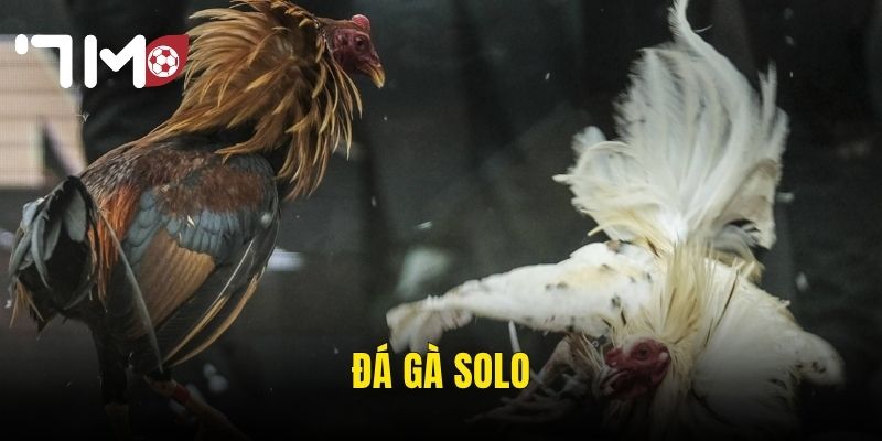 Đá Gà Solo 7m – Cuộc Đối Đầu Tay Đôi Kịch Tính Và Cơ Hội Thắng Lớn 2 đá gà solo